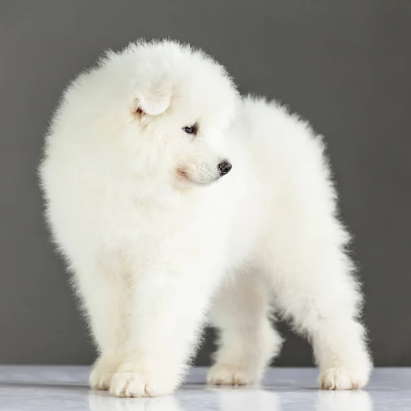 Samoyed Puppy Dog — Stock Photo, Image