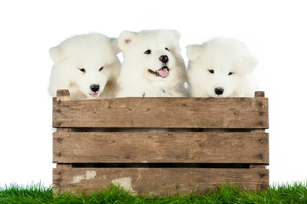 Cachorros Samoyed Uma Caixa — Fotografia de Stock