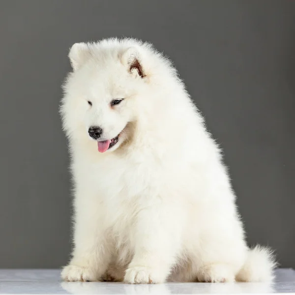 Samoyed Yavru Köpek — Stok fotoğraf