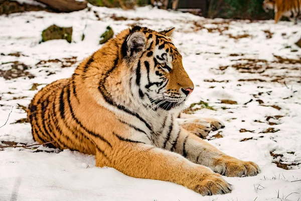 Tijger Sneeuw — Stockfoto