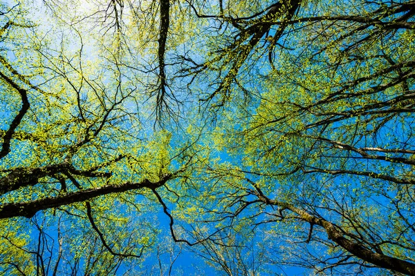 Onderaanzicht Van Oude Bomen Het Bos Blauwe Hemel Achtergrond — Stockfoto