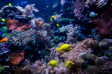 güzel sualtı dünyasını arka plan