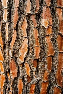 Çam ağacı kabuğu