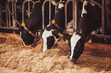 Çiftlikteki inekler. Süt inekleri. Yuvalanmış