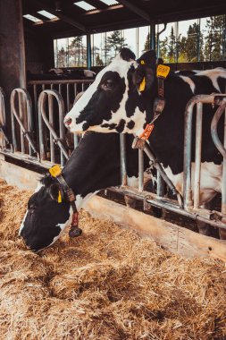 Çiftlikteki inekler. Süt inekleri. Yuvalanmış