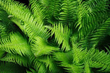 Tropik yapraklar. Çiçek tasarım arka planı.