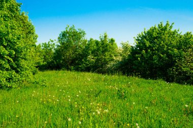 Yeşil bahar alan. çim Sahası