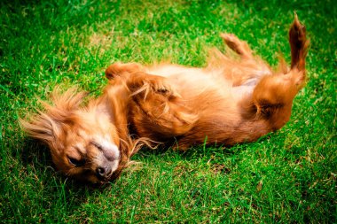 Mutlu ve aktif köpek açık havada gün güneşli yaz çimen. güneşin tadını Rus oyuncak köpek