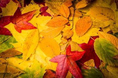 Sonbahar yaprakları arka plan. çiçek doğal arka plan bırakır