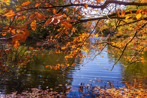 Herfst Prachtig Bos Herfst Landschap — Stockfoto