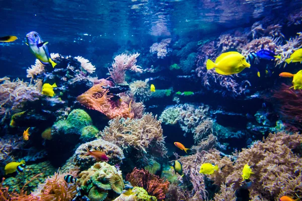Beautiful Underwater World Background — Stock Photo, Image