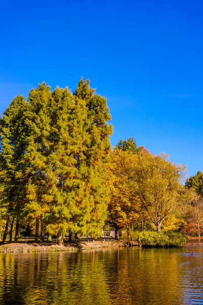 Farbenfrohe Herbstfarben Wald — Stockfoto