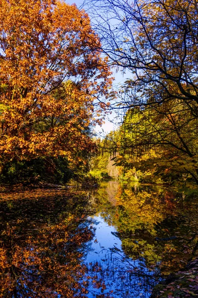 Kleurrijke Herfst Kleuren Het Bos — Stockfoto