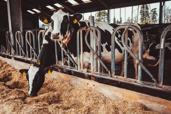 농장에 젖소입니다 카우어 — 스톡 사진