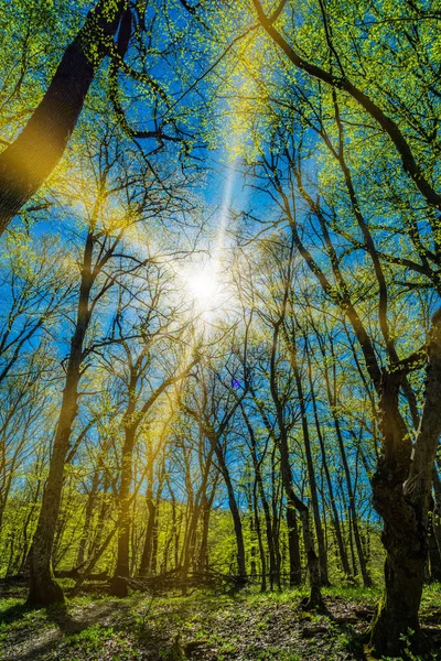 Groene Boom Bos Achtergrond — Stockfoto