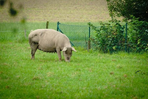 在外地的猪 健康猪的草地上 — 图库照片