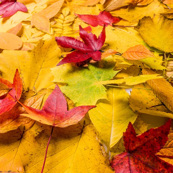 Autumn Leaves Background Hojas Fondo Natural Floral — Foto de Stock