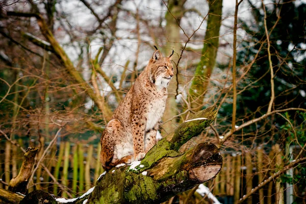 Πορτρέτο Του Lynx Στο Δάσος — Φωτογραφία Αρχείου