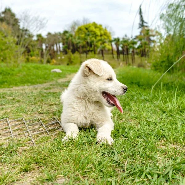 Beyaz Köpek Yavrusu Güneşli Bir Günde Dışarıda Köpek Yavrusu — Stok fotoğraf