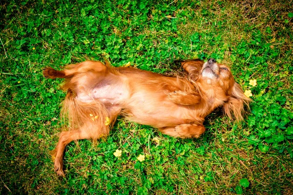 Šťastný Pes Štěně Jako Ležící Trávě — Stock fotografie