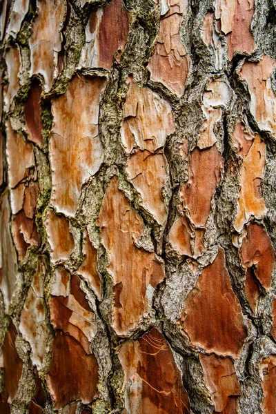 소나무의 껍질의 릴리프 텍스처의 — 스톡 사진