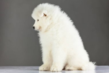 Samoyed köpek yavrusu köpek arka plan