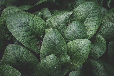 Yaprak yeşil doku. tropikal yaprak