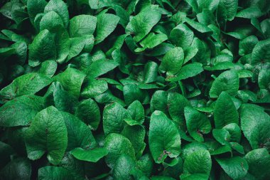 Yaprak yeşil doku. tropikal yaprak