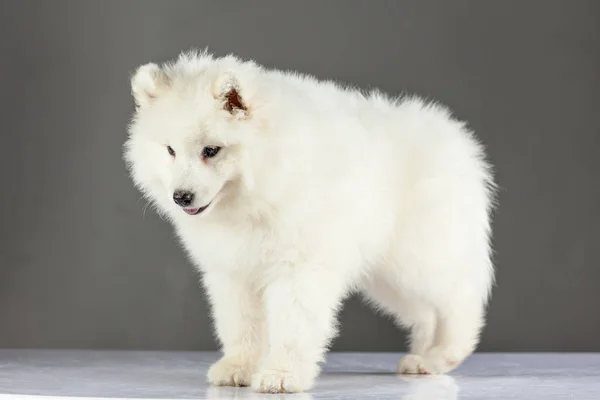 Samoyed Köpek Yavrusu Köpek Arka Plan — Stok fotoğraf