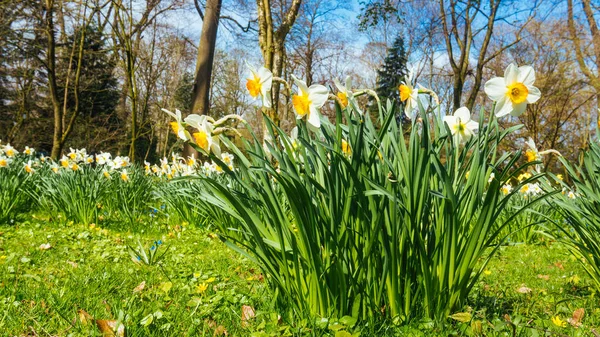 Fundo Primavera Com Flores Narciso Narciso Daffodil — Fotografia de Stock