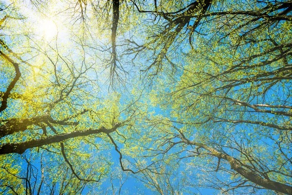 Bottom View Tall Old Trees Forest Blue Sky Background — Stock Photo, Image