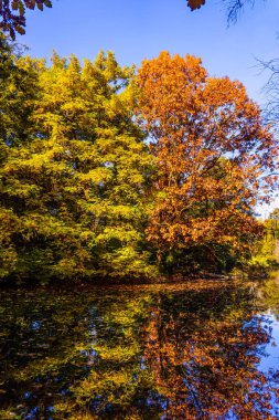 Sonbahar güzel orman. Sonbahar manzara