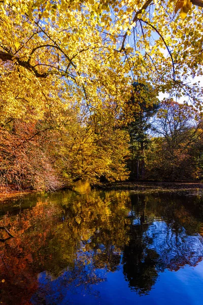 Podzimní Krásné Les Podzimní Krajina — Stock fotografie