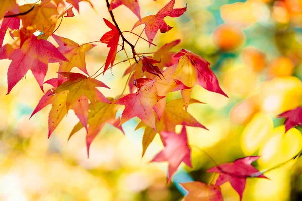 Stagione Belle Foglie Autunno — Foto Stock