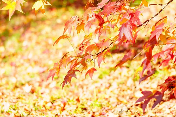 オレンジ色の紅葉で覆われた木の枝 — ストック写真