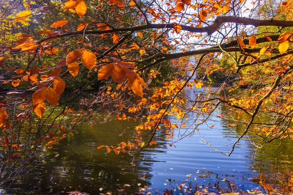 Prachtige Landschap Kleurrijke Herfst Scène — Stockfoto