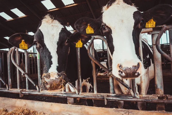 Krávy Farmě Mléčné Krávy Zbabělec — Stock fotografie