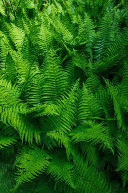 Beautyful eğreltiotu yaprakları. Tropikal Fern çalılar