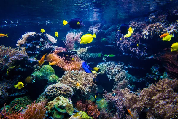 カラフルなサンゴ礁の魚と石 — ストック写真