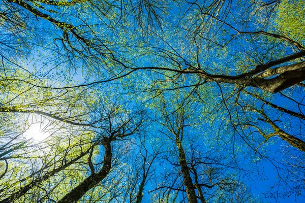Green Tree Forest — Stockfoto