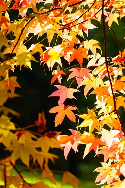Die Bunten Und Schönen Herbstblätter Des Ahorns — Stockfoto