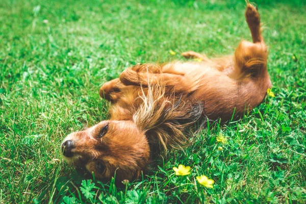 微笑的狗躺在绿草上 — 图库照片