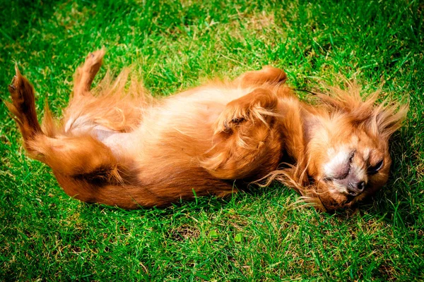 Cão Sorridente Deitado Grama Verde — Fotografia de Stock