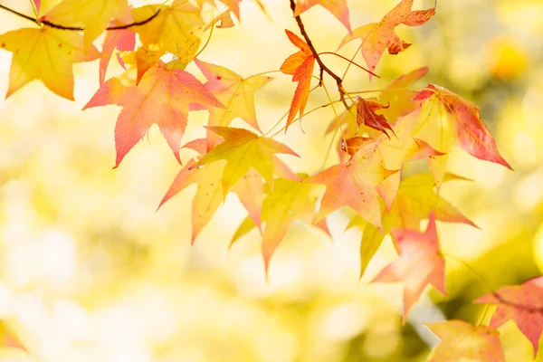 オレンジ色の紅葉で覆われた木の枝 — ストック写真