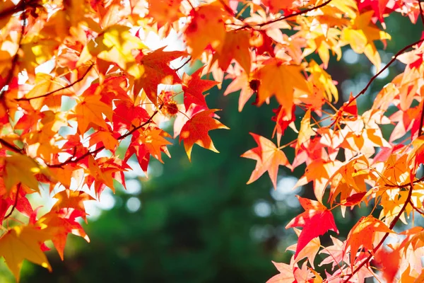 Ramas Árbol Cubierto Follaje Naranja — Foto de Stock