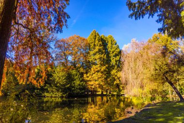 Ormanın içinde renkli sonbahar renkleri
