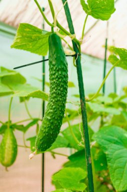 salatalık dal bir sera içinde