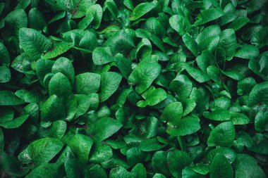 arka plan doku bırakır. yeşil yaprak