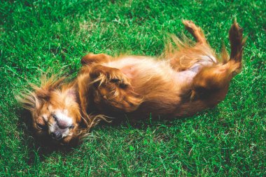 Mutlu ve aktif köpek açık havada gün güneşli yaz çimen. güneşin tadını Rus oyuncak köpek