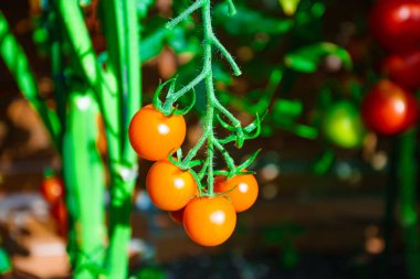 Olgun domates bir şube büyüyor